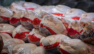 آماده خرید مرغ مازاد تولیدکنندگان هستیم/ ذخیره مرغ منجمد بالایی داریم