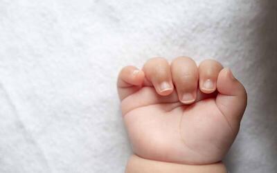 نوزاد عجول در دل برف به دنیا آمد +عکس