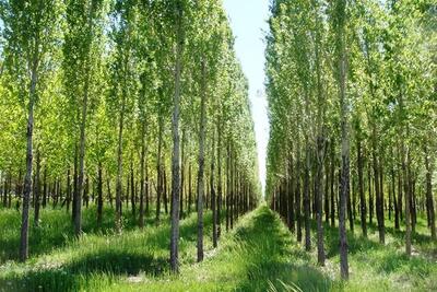طرح جامع زراعت چوب در مازندران تدوین می شود
