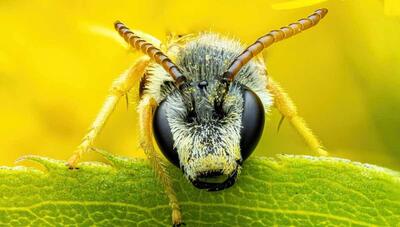 با دیدن این تصاویر به این نتیجه می رسید: زنبورها زیباترین موجودات کوچک جهان هستند (عکس)