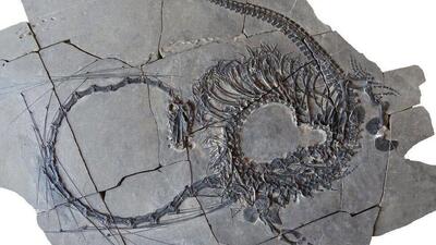 کشف حیرت‌انگیز فسیل ۲۴۰ میلیون ساله اژدها