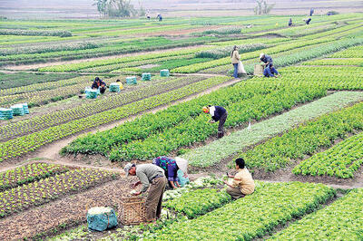 کشاورزی کشور پشت سد تعهدات ارزی