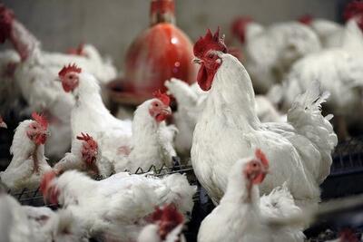 وزارت جهاد کشاورزی: قیمت هر کیلو خرید حمایتی مرغ زنده درب واحد مرغداری ۵۸ هزار تومان شد