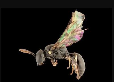 پس از ۵۹ سال؛ کشف رمز و راز گونه جدید زنبور‌ها