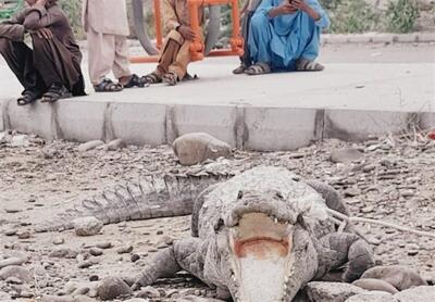 خطر حمله «گاندو» در پی وقوع سیلاب در بلوچستان | رویداد24