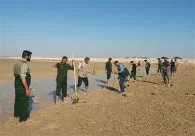 کاشت بیش از 10 هزار اصله درخت حرا در سواحل شهرستان دیر - تسنیم
