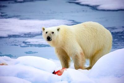 لحظه شکار حیرت انگیز خرس قطبی (فیلم)