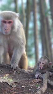 (ویدئو) مشکلات عجیب شباهت بچه میمون‌ها به هم