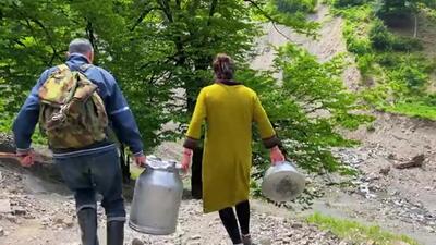 (ویدئو) فرآیند تولید پنیر سنتی با شیر تازه گوسفند  توسط خانواده روستایی آذربایجانی