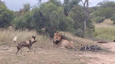 (ویدئو) شیر نر بی‌رحمانه یک سگ وحشی را کشت