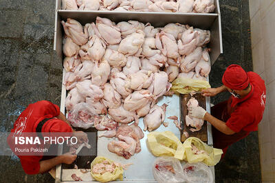 ابلاغ قرارداد خرید آتی تولید مرغ به استان‌ها/ نگرانی از بابت تامین مرغ نداریم