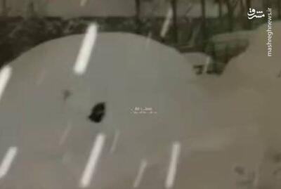 فیلم/ دفن شدن خودروها زیر برف در منطقه گلابدره تهران