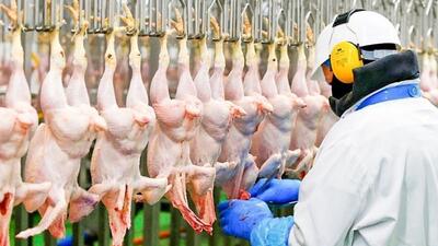 فیلم/ کارخانه فرآوری مرغ گوشتی با تکنولوژی پیشرفته؛ از پرورش تا بسته بندی