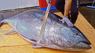 مهارت در برش ماهی تن غول پیکر با تیزترین چاقوی جهان (فیلم)