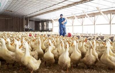 مرحله صفر تا صد پرورش و بسته بندی گوشت میلیون‌ها اردک در کارخانه (فیلم)