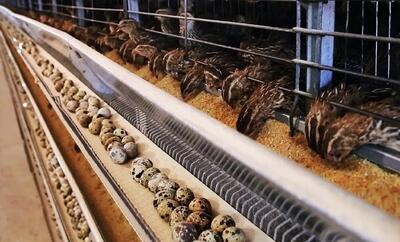 فرآیند پرورش و تولید میلیون‌ها تخم بلدرچین؛ نحوه فرآوری گوشت بلدرچین (فیلم)
