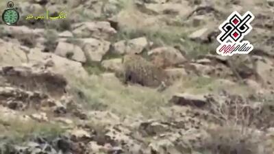 (ویدئو) محاصره تکان دهنده پلنگ نادر ایرانی توسط سگ‌های ولگرد