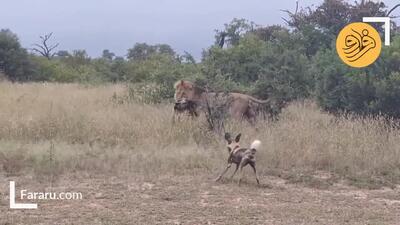 (ویدئو) ببیند شیر نر چگونه بی‌رحمانه یک سگ وحشی را می کشد!