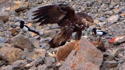(ویدئو) عقاب طلایی بر لاشه بزغاله شکارشده در پارک ملی تندوره