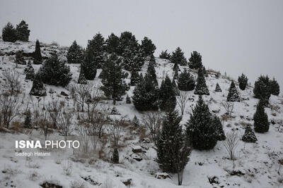 تصاویر: بارش برف در ارتفاعات مشهد