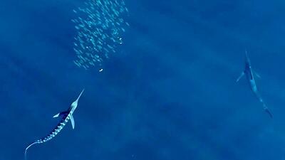 رنگ عوض کردن هنگام حمله؛ راز شگفت‌انگیز سریع‌ترین شکارچی دریا