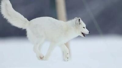 فیلم| تلاش نروژی‌ها برای افزایش جمعیت روباه قطبی