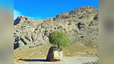 درختی که ایرانی‌ها را شگفت زده کرد (فیلم)