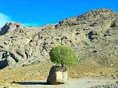 درختی که ایرانی‌ها را شگفت زده کرد