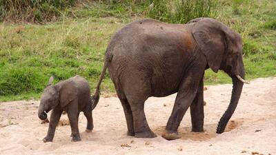 نتایج یک تحقیق: فیل‌های آسیایی کودکان مرده‌شان را دفن و با صدای بلند عزاداری می‌کنند