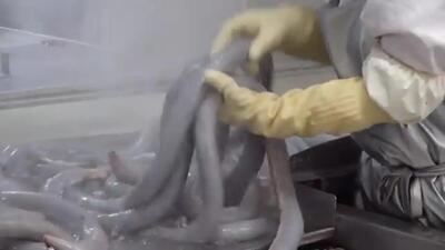 (ویدئو) ببینید این کارخانه مشهور چگونه هزاران کیلو سوسیس خون تولید می کند