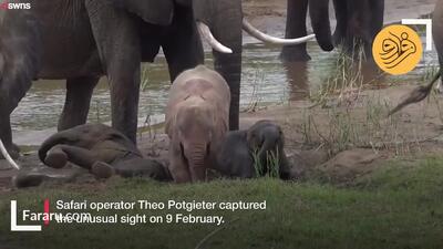 (ویدئو) این یک فیل صورتی واقعی است