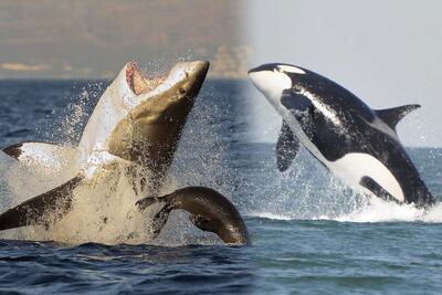 (ویدیو) نبرد خونین کوسه سفید و نهنگ قاتل
