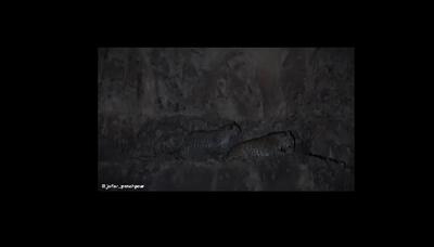 (ویدئو) پلنگ ایرانی به همراه توله‌اش در پارک ملی تندوره