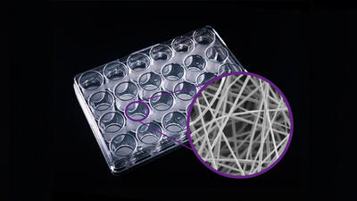 داربست سه‌بعدی برای رشد سلول‌های پوست ساخته شد
