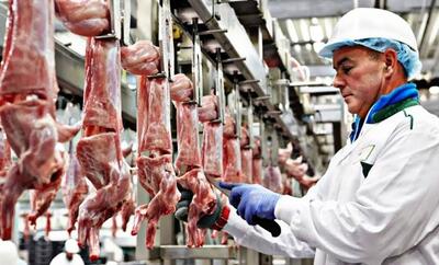 (ویدئو) عملیات پرورش و بسته بندی گوشت خرگوش، شتر و شتر مرغ در کارخانه