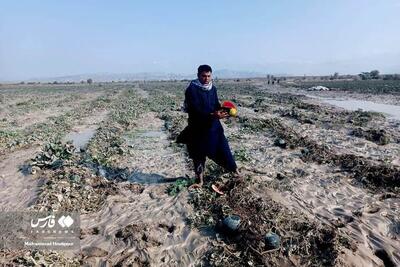 (تصاویر) خسارت‌های سیل به بخش کشاورزی سیستان و بلوچستان