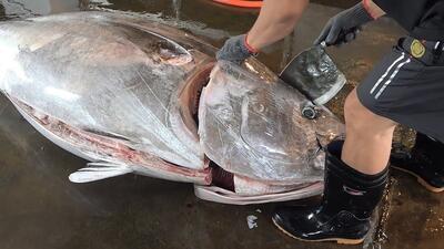 (ویدئو) مهارت در برش ماهی تن ۳۰۰ کیلویی برای تهیه ساشیمی