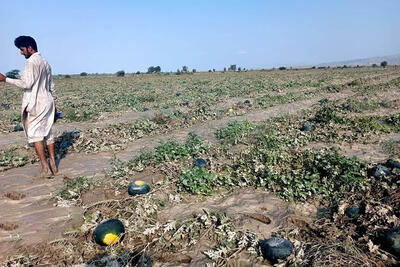 وضعیت عجیب کشاورزان سیستانی در سیل اخیر | خسارت‌هایی که سیل به بخش کشاورزی سیستان و بلوچستان زد | تصاویر