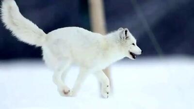 تلاش نروژی‌ها برای افزایش جمعیت روباه قطبی + فیلم