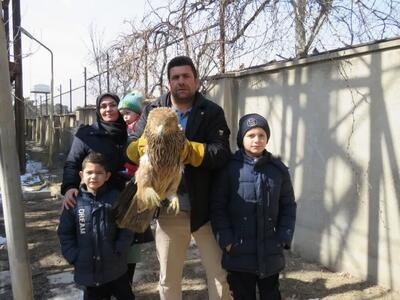 نجات عقاب شاهی توسط یک خانواده البرزی