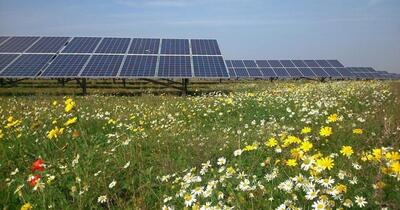 مزارع خورشیدی برای زنبورها و پروانه‌ها مفید هستند؟