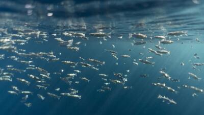 محققان دانشگاه توکیو: تغییرات آب و هوایی بر اندازه ماهی ها تأثیر گذاشته است | خبرگزاری بین المللی شفقنا