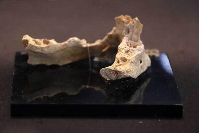 کشف بقایای انسان نئاندرتال در قزوین/ فک و دندان متعلق به ۱۷۵ هزار سال قبل/ بقایای ابزار سنگی (+عکس)