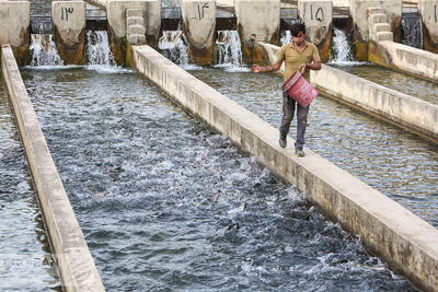 ماهی قزل آلا 250 هزار تومان در میادین تهران
