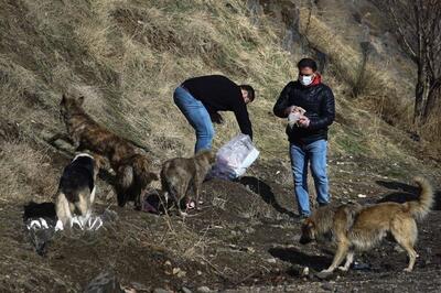 یک استاد دانشگاه: غذارسانی به  سگ‌های ولگرد  جفا در حق حیات وحش است