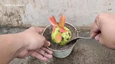 (ویدئو) روشی ساده و کاربردی برای پرورش درخت سیب در گلدان با کمک میوه سیب