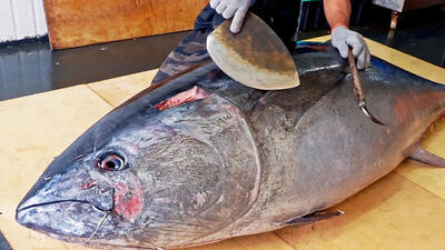 (ویدئو) تکنیک عالی یک ماهیگیر تایوانی در بُرش ماهی تن آبی غول پیکر 225 کیلویی