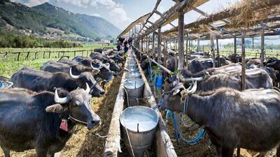 (ویدئو) فرآیند پرورش هزاران بوفالو توسط کشاورزان؛ نحوه برداشت و فرآوری شیر بوفالو