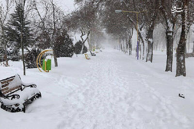 فیلم/ بارش شدید برف در قزوین