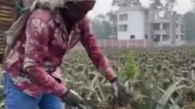 برداشت خوشمزه ترین آناناس ها در بنگلادش